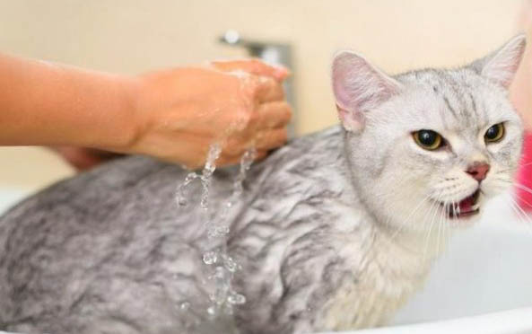 怎么安抚坐车害怕的猫咪