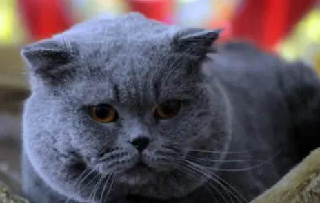 请问猫咪呕吐的原因及处理方法?