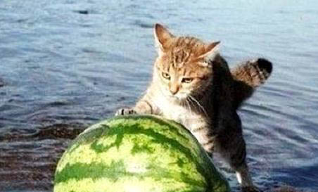 猫可以吃哪些人类食物