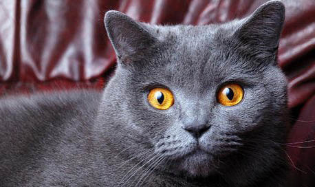 英国短毛猫有哪些品种