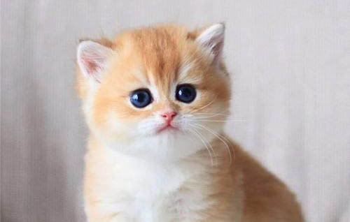 猫咪呕吐后腿软无法站立