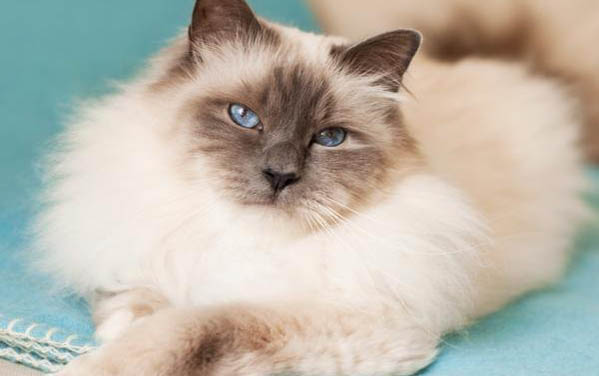 怎么区别猫咪的疥螨和猫癣?