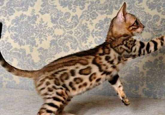 亚洲豹猫是猫还是豹