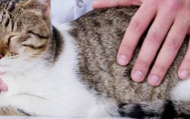 小猫感冒了怎么办