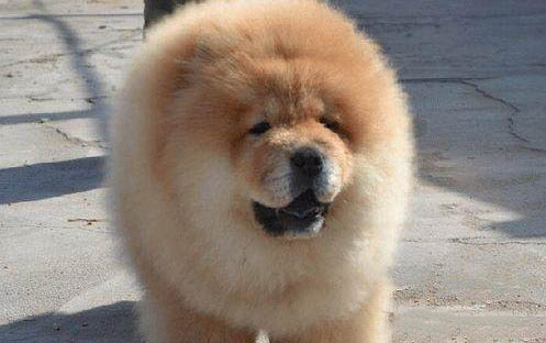 幼犬怎么看性格?