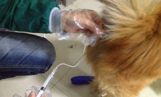 狗狗忌口的东西有哪些啊？