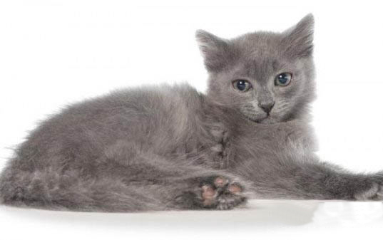 猫咪可以吃西瓜子吗?