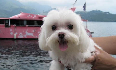 中国禁养哪些犬种