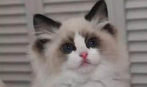 为什么猫咪胸腔积液
