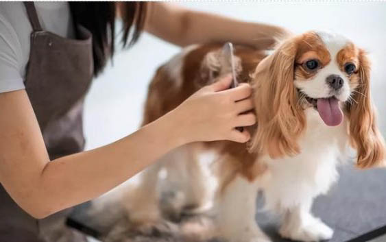狗狗疫苗哪个牌子好