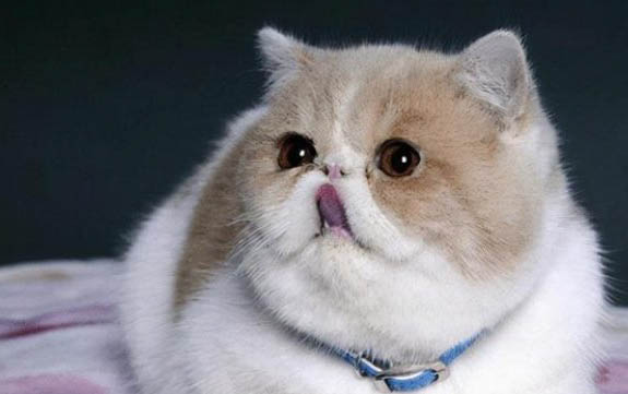 寄养猫咪一个月多少钱