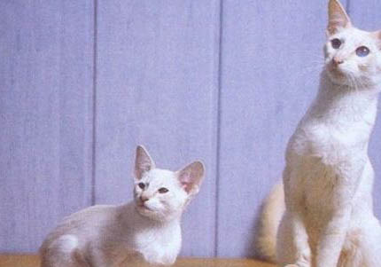 巴厘猫尿结石的原因