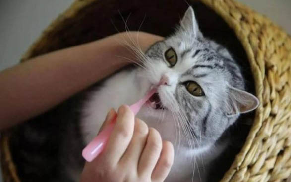 猫咪认定主人有哪些表现