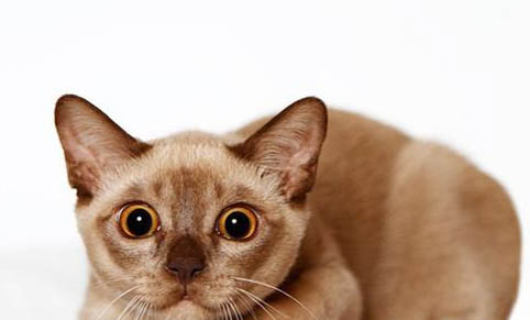 为什么欧洲缅甸猫会一直流眼泪？如何处理以及注意事项？