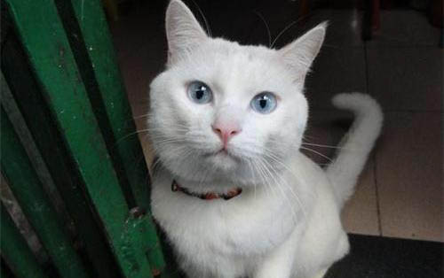 猫可以吃黄瓜吗?