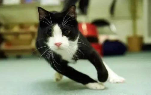 猫咪咳嗽流鼻涕是什么原因