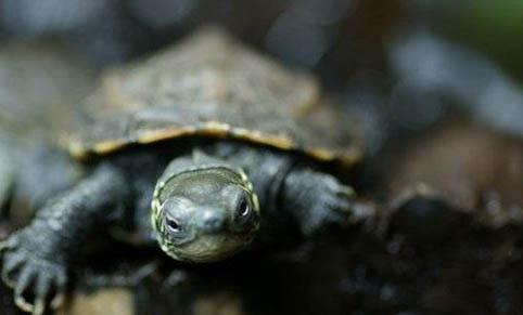 草龟和花龟能一起养吗
