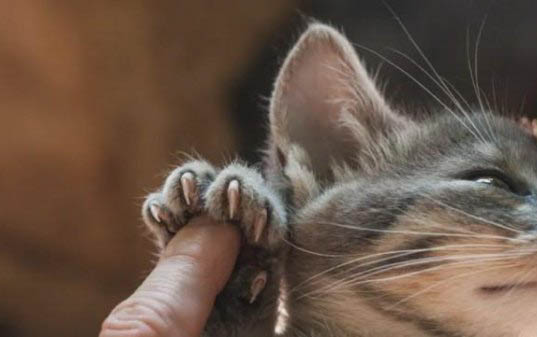 小猫吐黄水怎么回事