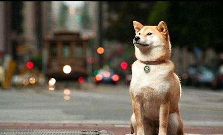 柴犬能吃米饭吗?