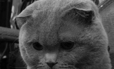 折耳蓝猫为什么不能养