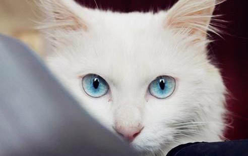 波斯猫的眼睛颜色
