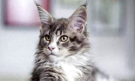 褴褛猫肾衰竭最初的症状