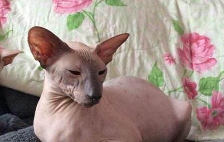 养宠物猫和养狗哪个好