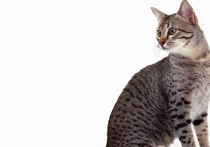 什么原因导致埃及猫舌头紫色