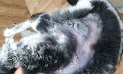 龙猫不听话可以打吗