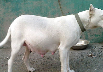 杜高犬身体发抖的原因及处理方法