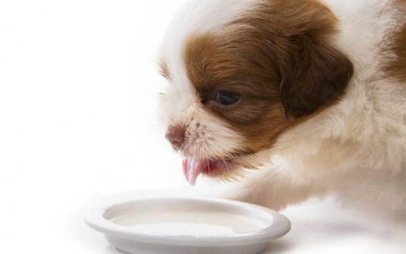 狗狗肠胃炎有什么症状？