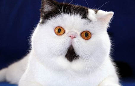 猫肠胃不好老是吐怎么办