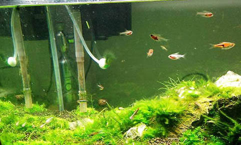 鱼缸长绿苔的原因及处理方法