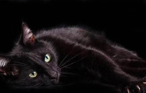 玄猫和黑猫的区别
