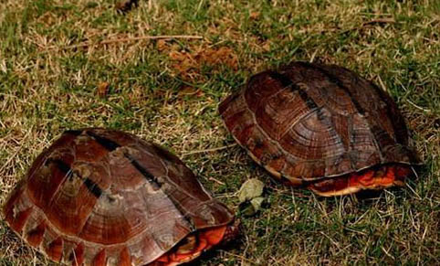 乌龟寿命最长多少年