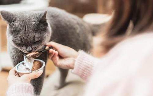 小猫多大才能打疫苗