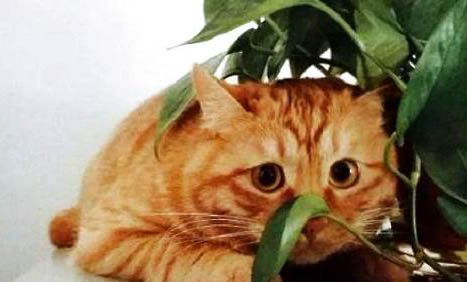橘猫怎么分辨公母