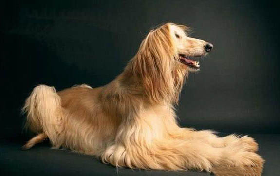 犬瘟不打针要多久才能好