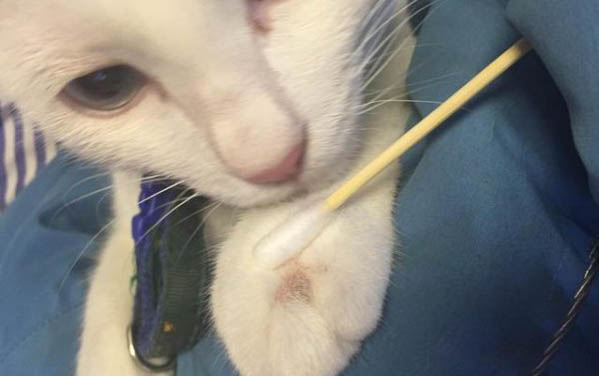 猫咪为什么萌