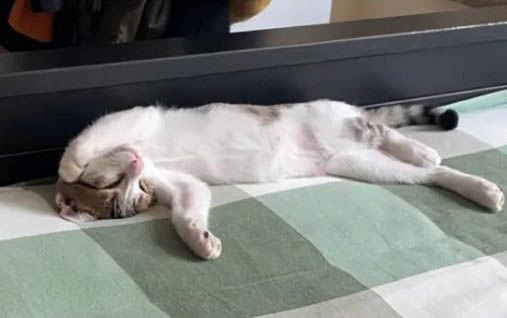 小猫为什么喜欢睡猫砂盆