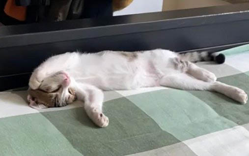 小猫咪一直发出咕噜咕噜的声音是什么原因