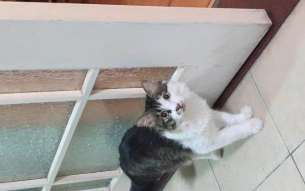 猫咪到家后要多久才能适应环境