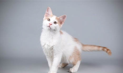 猫咪流口水还很臭