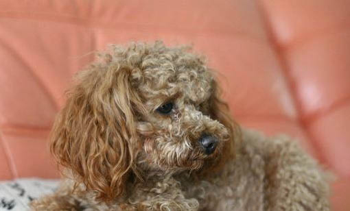 饲养贵宾犬需要注意的事项