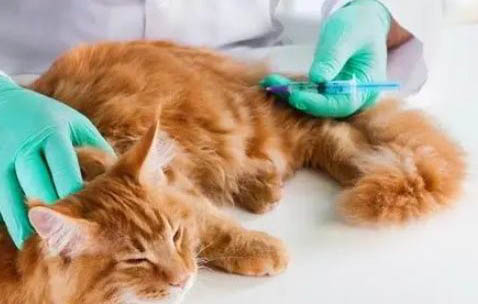 猫在小房间里会憋坏吗