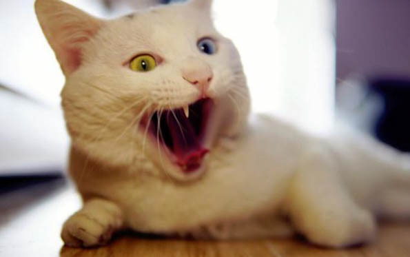 猫冬天在室外会冻死吗