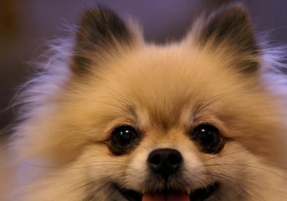 博美犬大概能活几年?
