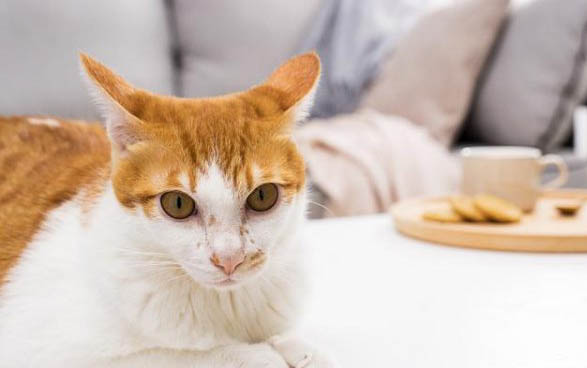 请问猫咪呕吐的原因及处理方法?