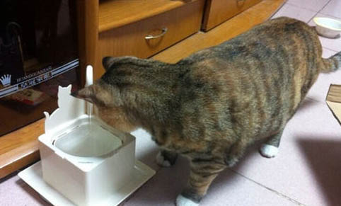猫咪可以关在笼子里吗