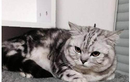 猫咪为什么会突然猝死